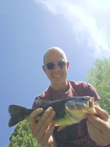 Largemouth Bass