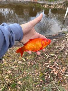 Poisson rouge