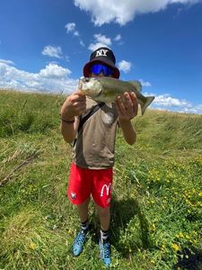 Largemouth Bass