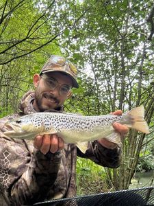 Brown Trout
