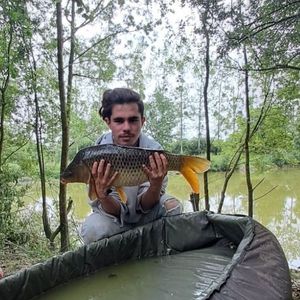 Common Carp