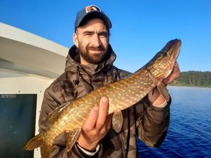 Northern Pike