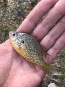 Green Sunfish