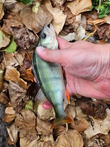 European Perch