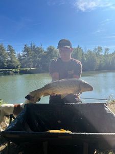 Common Carp