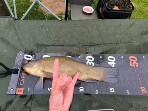 Tench