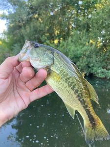 Largemouth Bass