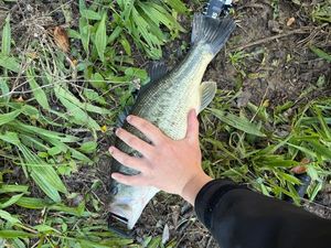 Largemouth Bass