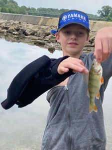 Yellow Perch
