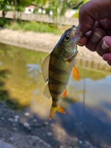 European Perch