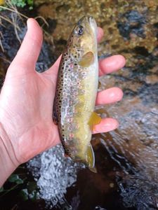 Brown Trout