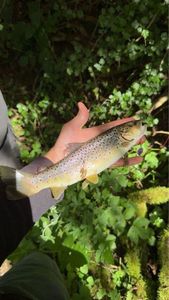 Brown Trout