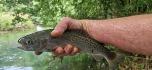 Rainbow Trout