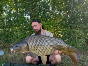 Common Carp