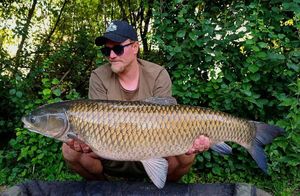 Grass Carp