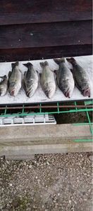 Largemouth Bass