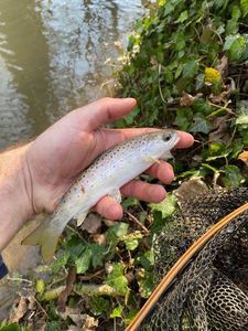 Brown Trout