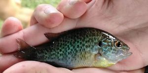 Green Sunfish