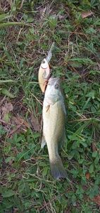 Largemouth Bass