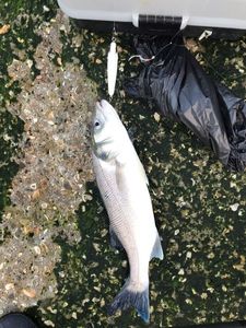 European Bass (Seabass)