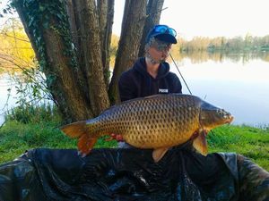 Common Carp