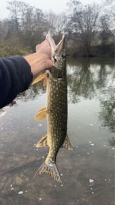 Northern Pike