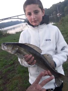 Zander