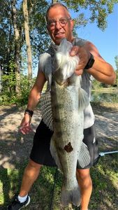 Zander