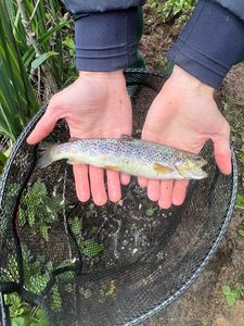 Brook Trout
