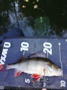 European Perch