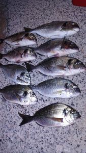 Gilthead Seabream