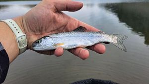 Rainbow Trout