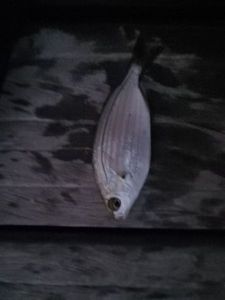 Salema