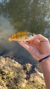 Yellow Perch