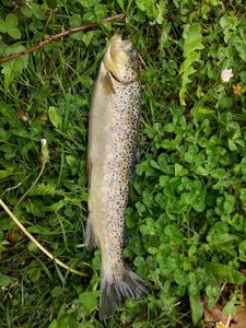 Brown Trout