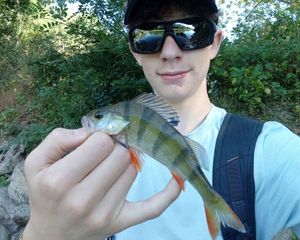 European Perch