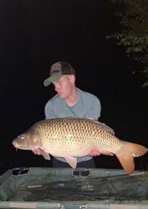 Common Carp