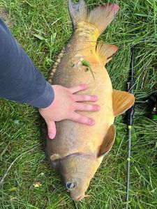 Mirror Carp