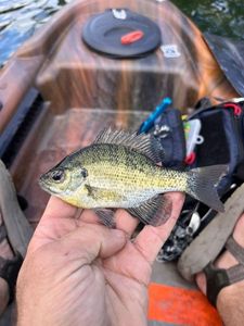 Bluegill