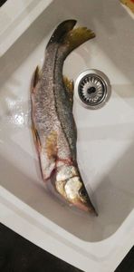 Guachanche Barracuda