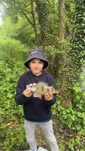 European Perch
