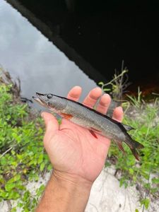 Chain Pickerel