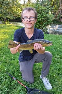 Brown Trout
