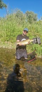 Barbel
