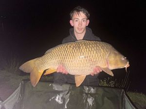 Common Carp