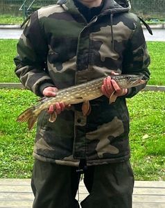 Northern Pike