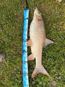Barbel