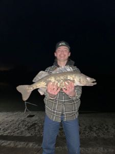 Walleye