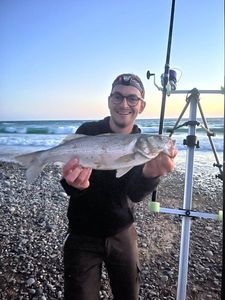 European Bass (Seabass)