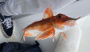 Grey Gurnard